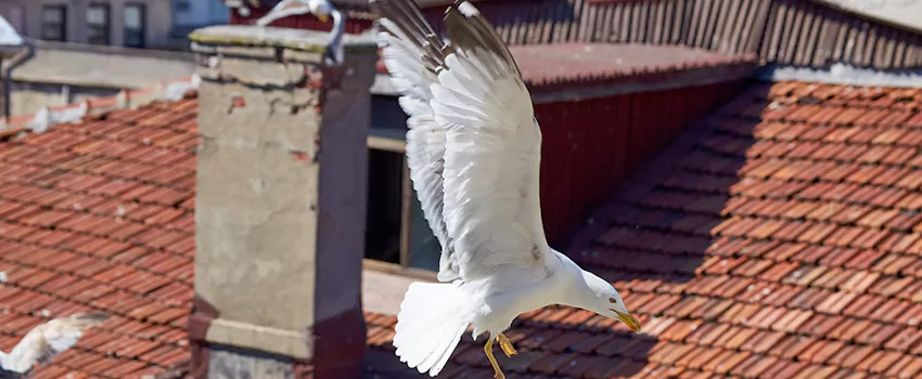 Residential Chimney Animal Removal Solution in Mukilteo, WA