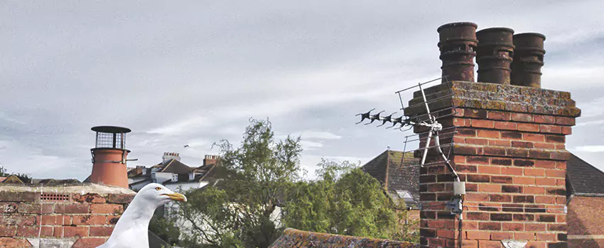 Chimney Cleaning And Restoration in Mukilteo, Washington